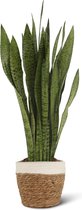 Sansevieria Black Coral P21 + Mand Miranda