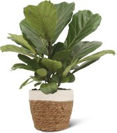 We Love Plants - Ficus Lyrata Clumb + Mand Miranda - 45 cm hoog - Tabaksplant