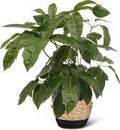 We Love Plants - Schefflera Actinophylla + Mand Mirjam - 70 cm hoog - Vingersboom