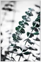 JUNIQE - Poster in kunststof lijst Eucalyptus 1 -40x60 /Groen & Wit