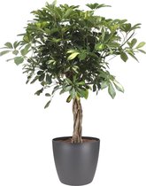 FloriaFor - Schefflera Arboricola Gold Capella Met Elho Brussels Round Pot Antracite - - ↨ 110cm - ⌀ 27cm