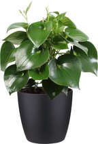 FloraExpert - Ficus - 65 Cm - Ø 30