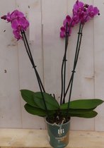 Decoratief Beeld - Kamerplant Vlinderorchidee Phalaenopsis Takken - Kunststof - Warentuin Natuurlijk - Groen