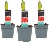 Decorum Hippeastrum Tropical Orange (3 stuks) – ↨ 25cm – ⌀ 13cm