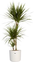 Dracaena Marginata in ® ELHO b.for soft sierpot – ↨ 125cm – ⌀ 24cm