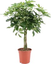 Schefflera Arboricola Nora – ↨ 80cm – ⌀ 19cm