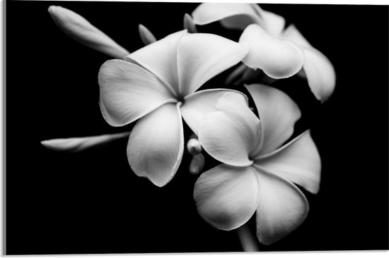 Acrylglas - Donkere Achtergrond bij Witte Bloemen - 60x40cm Foto op Acrylglas (Met Ophangsysteem)