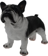 Beeld Franse bulldog staand wit/zwart - decoratief beeld - beeld hond