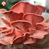 Roze Oesterzwam kweekset XL - Kant en klaar - Zelf paddenstoelen kweken