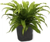 Kamerplant Asplenium Antiquum – Vogelnestvaren - ± 50cm hoog – 19cm diameter - in zwarte sierzak