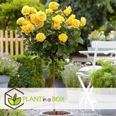 Plant in a Box - Rosa Palace 'Mysore’ - Gele stamroos voor binnen,tuin,terras of balkon - Pot 19cm - Hoogte 80-100cm