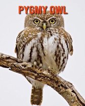 Pygmy Owl