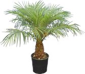 Phoenix roebelenii - stam 20-30 cm - totale hoogte 100-120 cm - Ø 24 cm pot - Palmen  - MyPalmShop