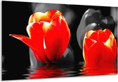 Glasschilderij Tulpen - Rood, Zwart, Grijs - 120x70cm 1Luik - Foto Op Glas - Geen Acrylglas Schilderij - GroepArt 6000+ Glasschilderijen Art Collectie - Wanddecoratie - Woonkamer - Slaapkamer