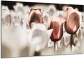 Glasschilderij Tulpen - Bruin, Grijs, Wit - 120x70cm 1Luik - Foto Op Glas - Geen Acrylglas Schilderij - GroepArt 6000+ Glasschilderijen Art Collectie - Wanddecoratie - Woonkamer - Slaapkamer