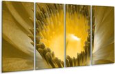 GroepArt - Glasschilderij - Macro - Geel, Grijs - 160x80cm 4Luik - Foto Op Glas - Geen Acrylglas Schilderij - 6000+ Glasschilderijen Collectie - Wanddecoratie