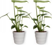 2x Kamerplant Monstera Deliciosa Tauerii – Gatenplant - ±  30cm hoog – 12cm diameter - in witte pot