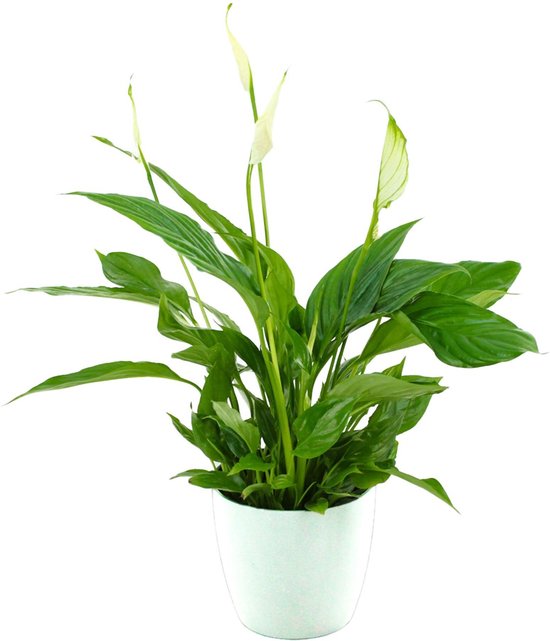 ZynesFlora - Spathiphyllum in Witte Sierpot - Kamerplant in pot - Ø 12 cm - ↕ Hoogte: 35 - 40 cm – Luchtzuiverend – Lepelplant
