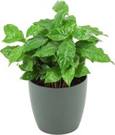 ZynesFlora - Coffea Arabica in Antracieten Sierpot - Kamerplant in pot - Ø 12 cm - Hoogte: 25 cm - Koffieplant