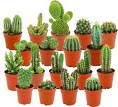 ZynesFlora - Mini Cactussen Mix – 18 Stuks - Ø 5,5 cm - ↕ Hoogte: 5-10 cm – Cactus – Kamerplant – Cactus Cadeau - Black Friday - Kerst - Sinterklaas