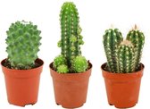 ZynesFlora - Mini Cactussen Mix – 3 Stuks – Kamerplant