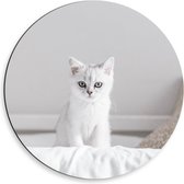 Dibond Wandcirkel - Witte Kat op Bed - 50x50cm Foto op Aluminium Wandcirkel (met ophangsysteem)