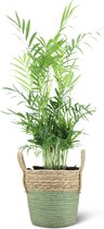 We Love Plants - Chamaedorea Elegans + Mand Bram - 55 cm hoog - Bergpalm