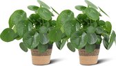 We Love Plants - Pilea Peperomioides + Mand Ruud - 2 stuks - 25 cm hoog - Pannenkoek Plant