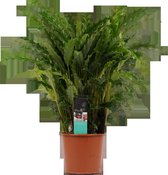 Decorum Calathea Bluegrass - Kamerplant - 60cm