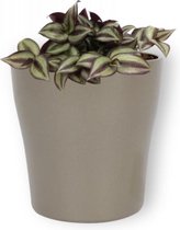 Kamerplant Tradescantia Violett Hill - ↕ ± 20cm - Ø 12cm - in zilveren pot