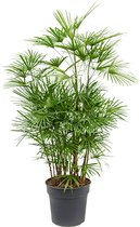 Fleurdirect - Rhapis - 120 Cm - Ø 30 - 1 Stuks