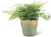We Love Plants - Asplenium Parvati + Mand Bram - 30 cm hoog - Varen plant