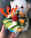 Een witte hond kijkt naar een blauw speeltje, gevuld met yoghurt, groenten en fruit.