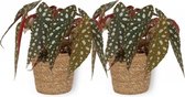 2x Kamerplant Begonia Maculata – Stippenbegonia - ± 20cm hoogte – 12 cm diameter - in bruine mand