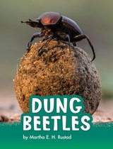 Animals - Dung Beetles