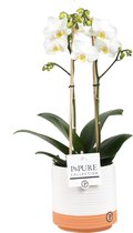 Orchidee van Botanicly – Vlinder orchidee in wit-perzikke keramische pot als set – Hoogte: 45 cm, 1 tak – Phalaenopsis Vienna