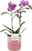 Orchidee van Botanicly – Vlinder orchidee in roze tweekleurige keramische pot als set – Hoogte: 45 cm, 1 tak – Phalaenopsis Vienna