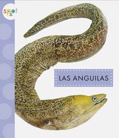 Animales del Océano- Las Anguilas