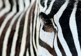 Tuinposter - Dieren / Wildlife - Zebra in zwart / wit  - 160 x 240 cm.