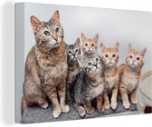 Canvas Schilderij Kat - Kittens - Vacht - 30x20 cm - Wanddecoratie