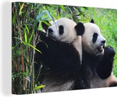 Canvas Schilderij Panda - Bamboe - Natuur - 90x60 cm - Wanddecoratie