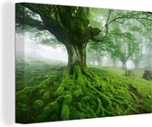 Un vieil arbre dans la forêt se remplit lentement d'une couche de brouillard 90x60 cm - Tirage photo sur toile (Décoration murale salon / chambre)