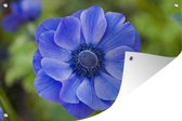 Muurdecoratie Blauwe anemoon - 180x120 cm - Tuinposter - Tuindoek - Buitenposter