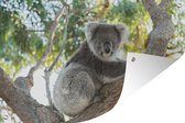 Tuinposters buiten Koala zit in een boom - 90x60 cm - Tuindoek - Buitenposter
