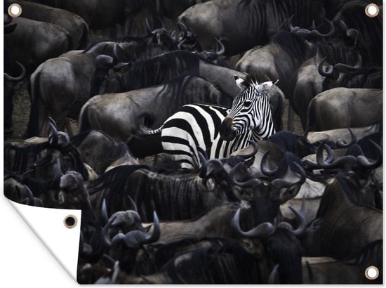 Gros plan d'un zèbre parmi les animaux sauvages 160x120 cm XXL / Groot format!