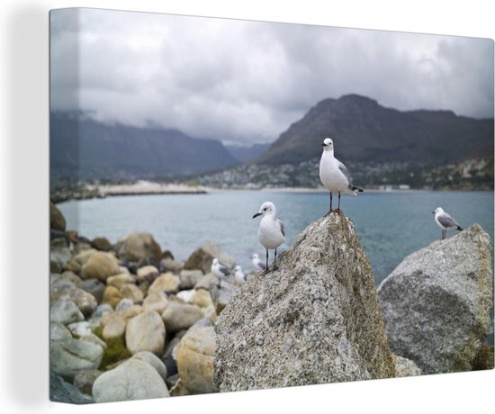 Hartlaubs meeuwen staat boven op een rots aan het water in Zuid-Afrika Canvas 140x90 cm - Foto print op Canvas schilderij (Wanddecoratie woonkamer / slaapkamer)