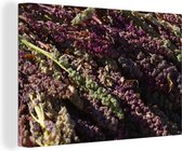 Canvas Schilderij Vers geoogste quinoa planten op de grond - 120x80 cm - Wanddecoratie