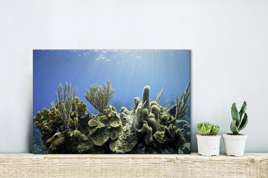 Un corail dur tropical dans une toile de mer bleu clair 30x20 cm - petit - Tirage photo sur toile (Décoration murale salon / chambre)