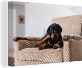 Canvas Schilderij Schattige Rottweiler puppy zit op een stoel - 30x20 cm - Wanddecoratie