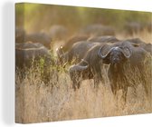 Canvas Schilderij Een kudde buffels in de savannes van het Nationaal park South Luangwa - 60x40 cm - Wanddecoratie